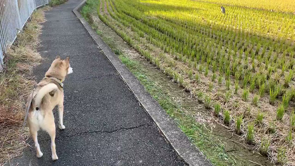 わんこと車中泊 見かけない顔だな むぎさんチェック 今日のむぎ 地域パトロール 異常なし 今日も平和 雑種犬むぎ わんこと車中泊 見かけない顔だな むぎさんチェック 今日のむぎ 地域パトロール 異常なし 今日も平和 雑種犬むぎ