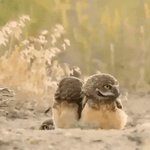 フクロウの可愛さは正義。木の枝がついてる仲間を見たときの顔が可愛すぎる。