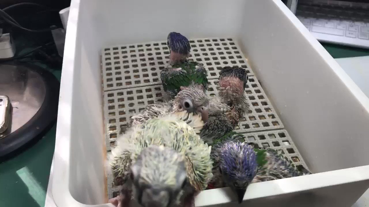 Rosario Roseicollis Twitter