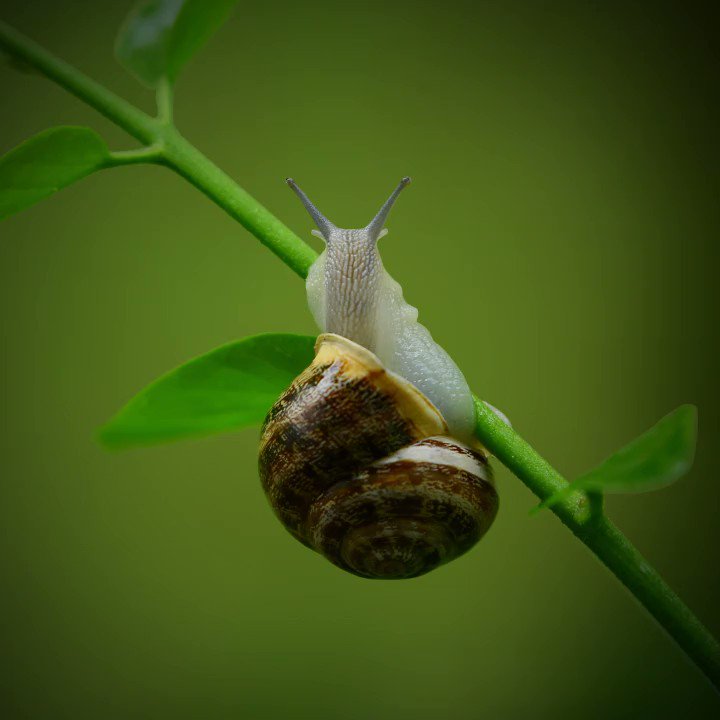 #McrMetGrad @AmberFlewitt, who leads on a project at @chesterzoo to help the Bermuda land snail breed, believes