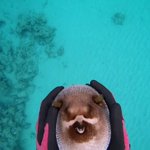 【ふ、ふぐう..】海で出会ったフグがふよふよして中毒者続出中