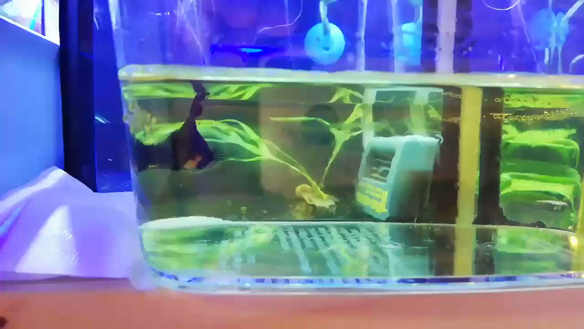 Tsuyoshi どうやら腹水病っぽいです 泳ぎ方がおかしい 完治が難しい病気の様で 薬浴 薬餌を試してみます ベタ 腹水病 Tsuyoshi どうやら腹水病っぽいです 泳ぎ方がおかしい 完治が難しい病気の様で 薬浴 薬餌を試してみます ベタ 腹水病
