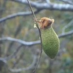 【ウスタビガ】の羽化する様子・モフモフ感がたまらなく可愛い!!!