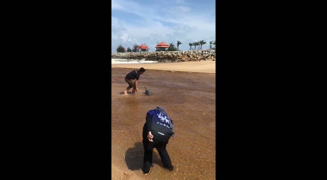 Embedded video