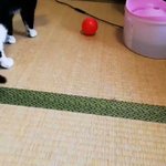 猫がボール遊びをした結果？華麗に空振り!