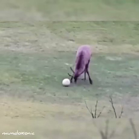 RT @ftbllrswanimals: A deer rightfully celebrating a composed finish https://t.co/VRktFryAT0