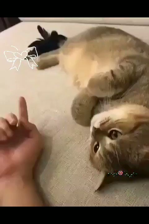 可愛いなぁ。飼い主の真似をするパーとグーが得意なにゃんこ。