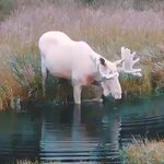 【伝説の生き物!?】水に入る真っ白なヘラジカがもののけ姫の出てきそうで話題沸騰中