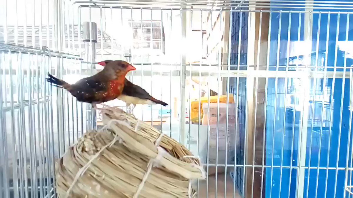 埼玉県鶴ヶ島ペットショップハピネス 小動物専門店 鳥メイン シマリス期間限定販売中です ベニスズメペアです アメブロに情報載っています 仲良しでくっついたりすることもあります 普段は元気に飛び回っていて活発な子達ですよ ご来店 埼玉県鶴ヶ島ペットショップハピネス 小動物専門店 鳥メイン シマリス期間限定販売中です ベニスズメペアです アメブロに情報載っています 仲良しでくっついたりすることもあります 普段は元気に飛び回っていて活発な子達ですよ ご来店