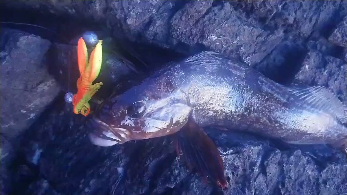 根魚編 海釣りのワームカラーの使い分けは ローテンションの順番も紹介 3チャン Sすたいる 根魚編 海釣りのワームカラーの使い分けは ローテンションの順番も紹介 3チャン Sすたいる