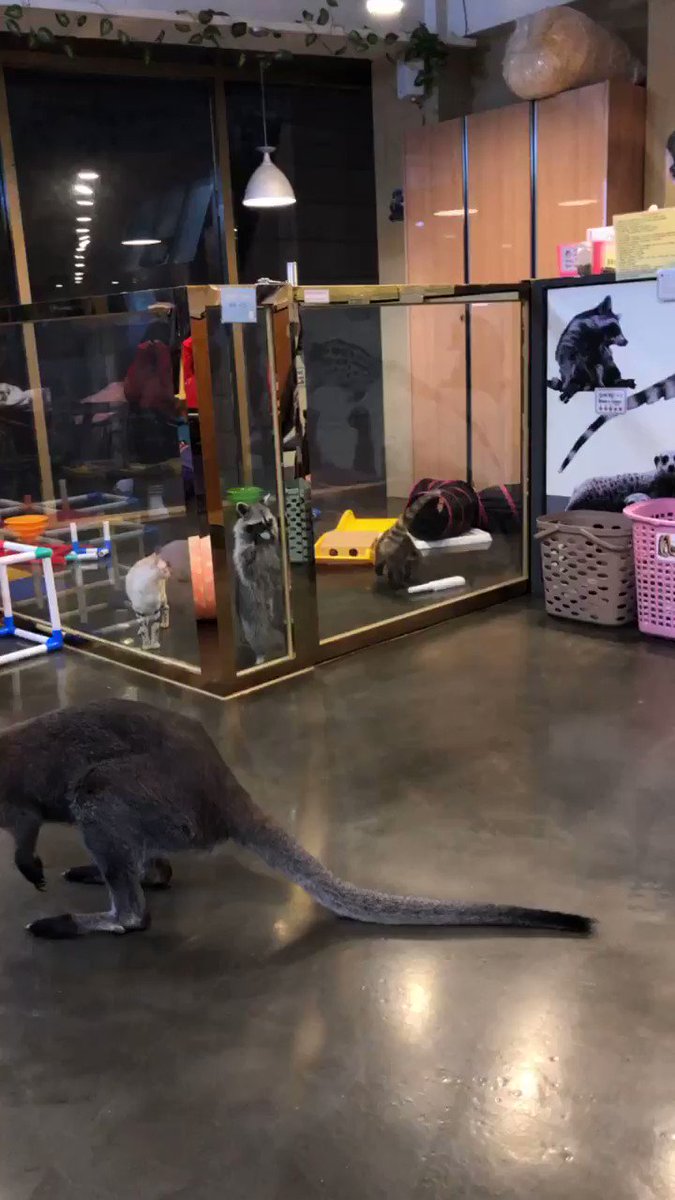 ぼくだって ぼくだってぇぇ 猫のジャンプに憧れて飛んでみようとするが全然飛べないアライグマ 話題の画像プラス ぼくだって ぼくだってぇぇ 猫のジャンプに憧れて飛んでみようとするが全然飛べないアライグマ 話題の画像プラス