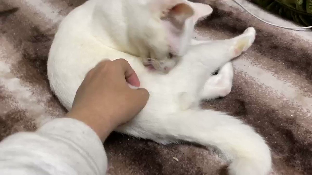 鳳龍矢 早 ねこかます On Twitter Nniu32 Plurk