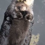 ラッコは害獣 保護条約で駆除できない漁師さんの悲痛な叫び 話題の画像プラス