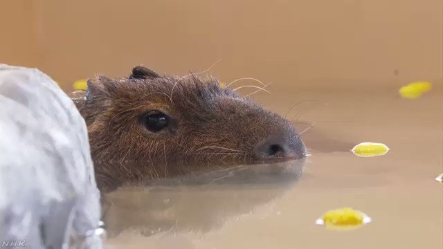 カピバラ の評価や評判 感想など みんなの反応を1日ごとにまとめて紹介 ついラン