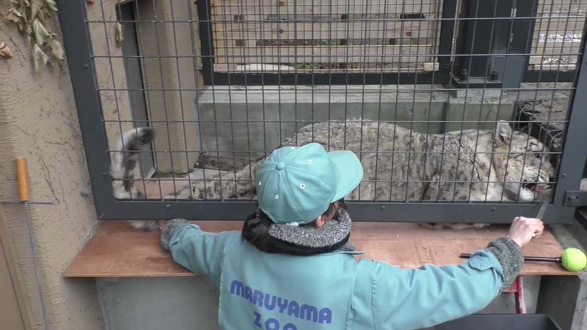 尻尾で頭ポンポン がかわいすぎ 円山動物園の ユキヒョウ の採血風景 ガジェット通信 Getnews