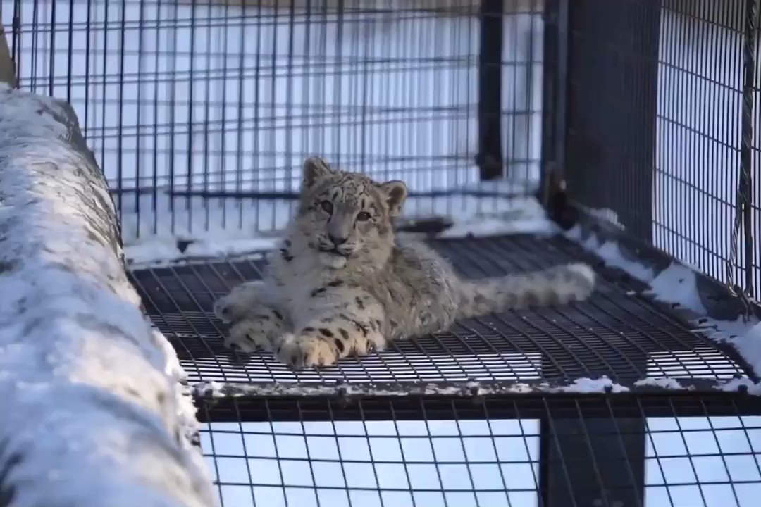 旭山動物園にいるユキヒョウの親子の様子が可愛すぎる！！！