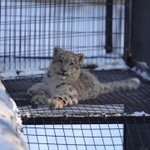 旭山動物園にいるユキヒョウの親子の様子が可愛すぎる!!