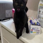 【いたいにゃ～】猫パンチされてすごんじゃう黒猫が可愛すぎる4秒動画