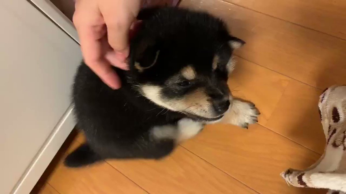 子犬のあんよ カシカシ がかわいい 飼い主さんが頭をかくと後ろ足が動いてしまう子犬が癒やしの塊 ねとらぼ