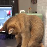 パソコン作業終わるまで待っていたのか、こっくりと寝落ちしてしまった猫!