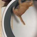 この猫の行動がどこかで見た光景だと思ったら？ジム後の自分だったw