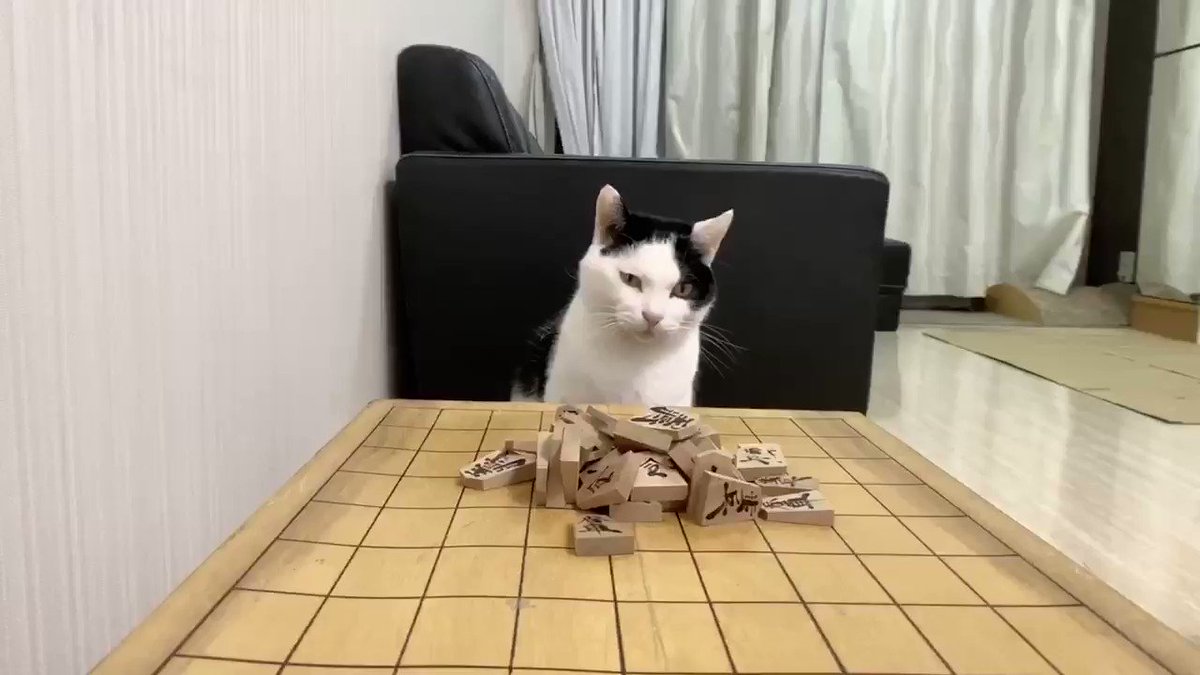 忘年会を断って愛猫と将棋倒しをする姿が愛おしくて時間を忘れそう