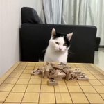 忘年会を断って愛猫と将棋倒しをする姿が愛おしくて時間を忘れそう