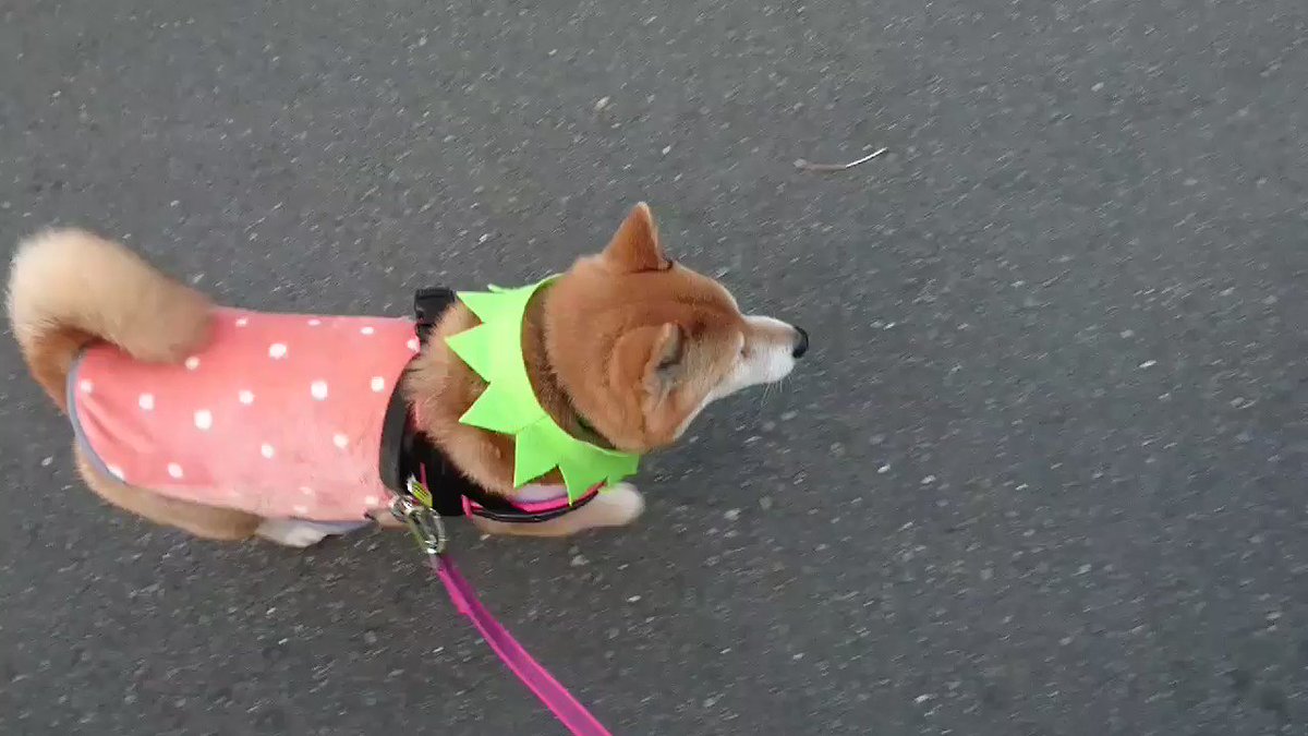 わさび Wasabi Shiba Twitter