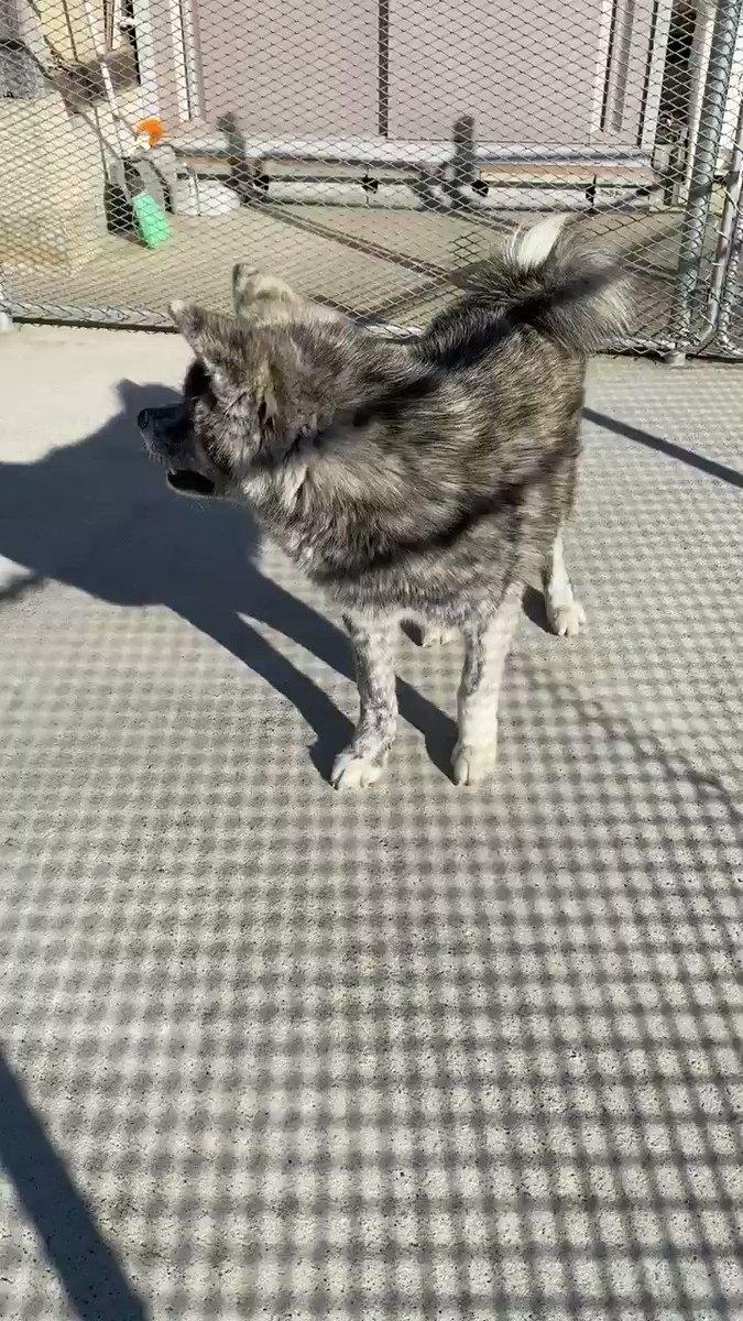 秋田犬 柴犬ブリーダー茨城宿犬舎 ミニ秋田犬たくちゃん 大切にしてくださる方をお待ちしてます 秋田犬 柴犬 豆柴の子犬 飼い主様募集中です ご連絡のうえ ぜひ気軽に遊びにいらしてください 秋田犬 秋田犬ブリーダー 秋田犬子犬 秋田犬仔犬