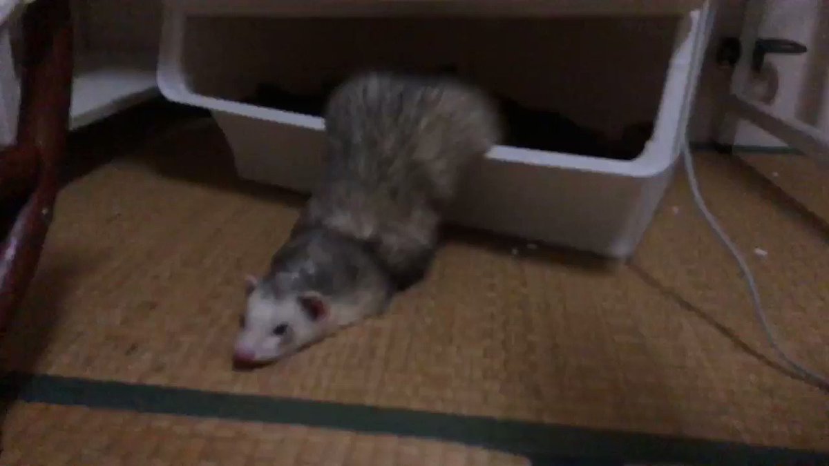 音もそれっぽい 巣箱から出てくるフェレットの姿がプリンターっぽくて話題に 話題の画像プラス