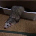 【音もそれっぽい】巣箱から出てくるフェレットの姿がプリンターっぽくて話題に
