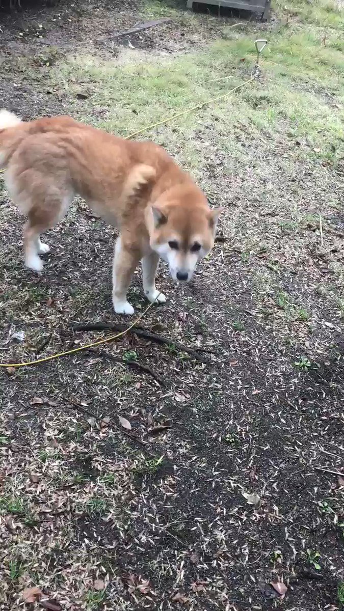 実家の犬 全国まとめ Togetter
