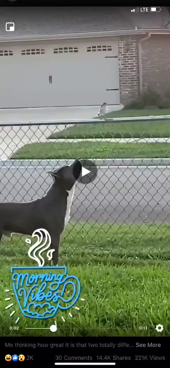 And people say pit bulls are mean smh