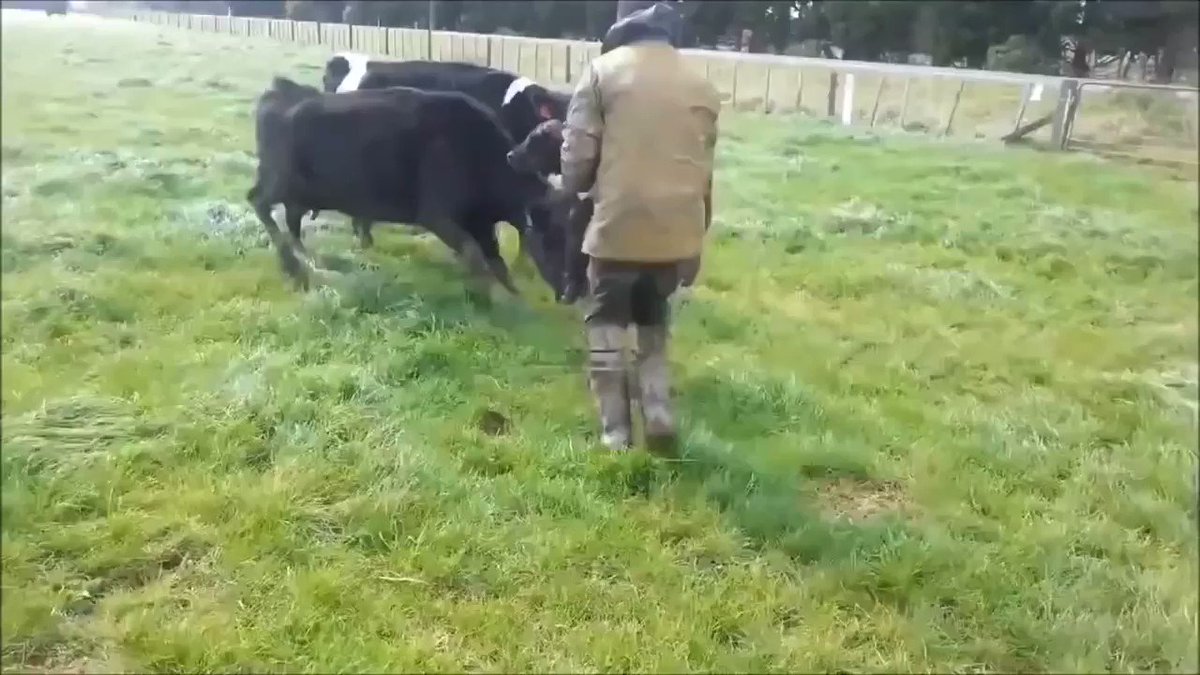 It's not weird for a #mother to protect her baby🐄💔What's deeply weird is stealing her baby🤬So we can steal her babies growth liquid🤮Don't be weird🤯Do @Veganuary🌎📢Go #Vegan💖@RobRobbEdwards @Ivy_Middleton @PeterEgan6 @zbleumoon @Animal_Watch @Animals1st @Veganella_