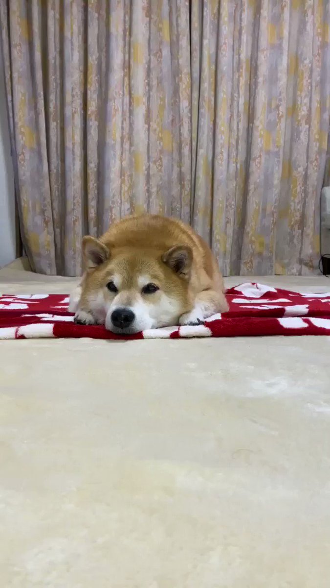 超簡単 可愛すぎる 柴犬巻き の作り方はこちらになります 話題の画像プラス 超簡単 可愛すぎる 柴犬巻き の作り方はこちらになります 話題の画像プラス