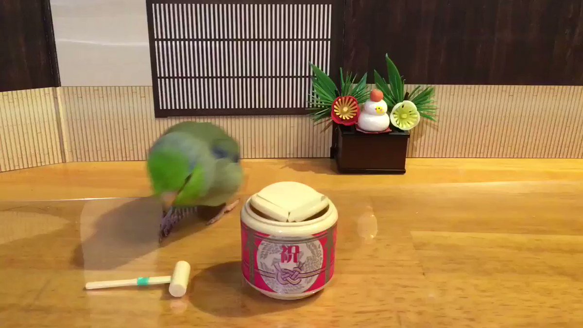 「あけましておめでとうございます」とにかく可愛いので見て！！賢いインコ・無編集！！