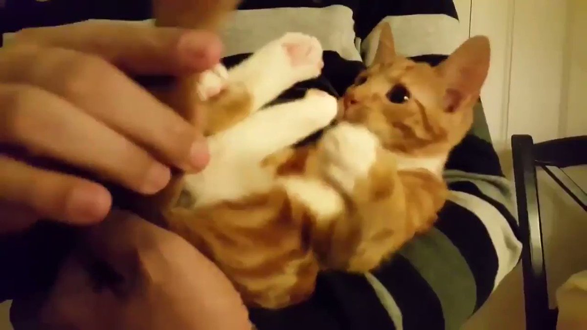 心安らぐ猫動画 自分のしっぽをおしゃぶりとして使う猫ちゃん