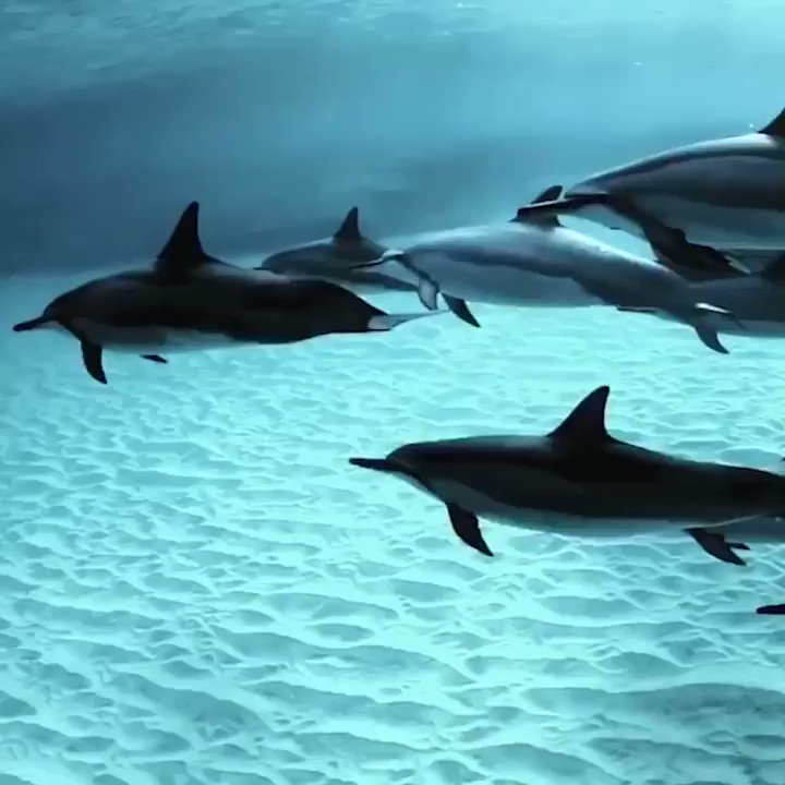 A pod of dolphins swimming close to shore. The ocean is a beautiful place 🐬🌊Credit: UNILAD