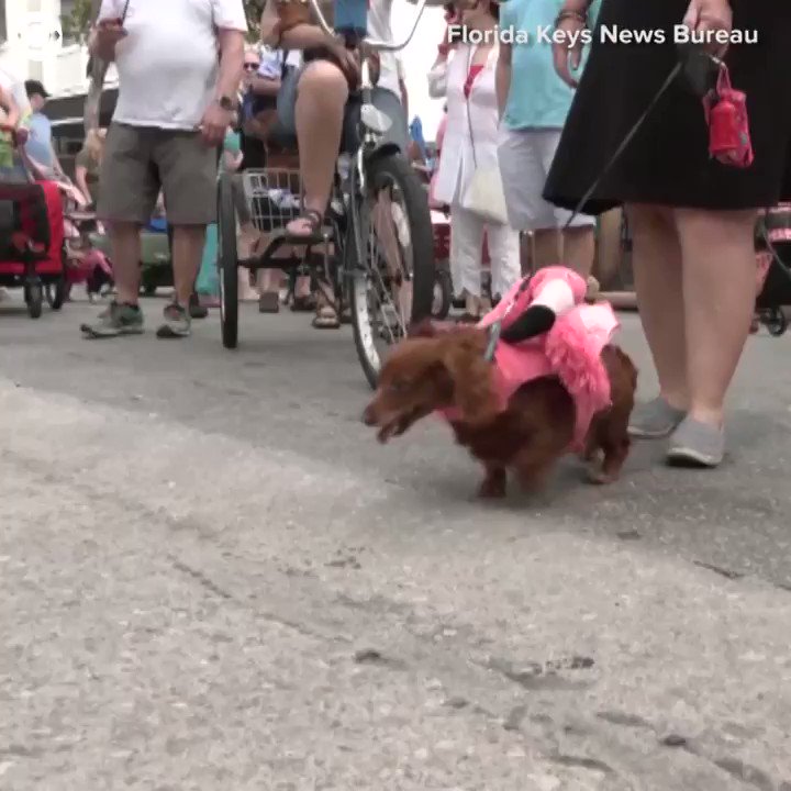 WIENER DOGS ON PARADE About 300 dachshunds and their people paraded in