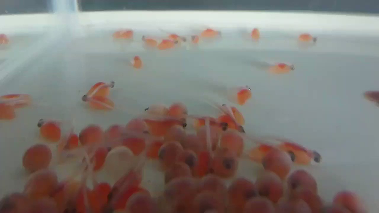 サケの稚魚 Twitter Search Twitter
