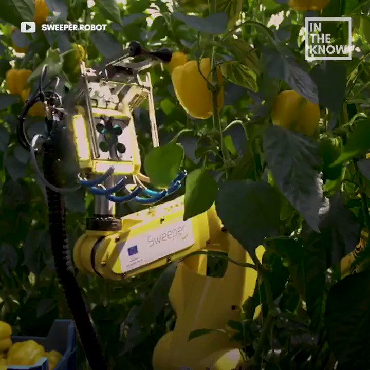 This #robot picking veggies for #farmers in 2020 and beyond >>> via @MikeQuindazzi >>> #agritech #robotics #mpgvip #automation #iot #ai #industry40 #4ir #agribusiness >>> Video cc @alvinfoo @SpirosMargaris @YuHelenYu @Fisher85M @helene_wpli @HaroldSinnott @kalydeoo @FrRonconi https://t.co/WG2agEbXUa