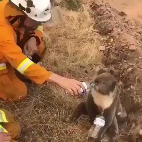 Meio milhão de animais estão morrendo no incêndio da Austrália, cadê aquele bando de gente do mundo que estava preocupada com o meio ambiente⁉️#Austrália OnFire