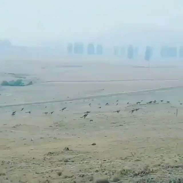 Ενσωματωμένο βίντεο