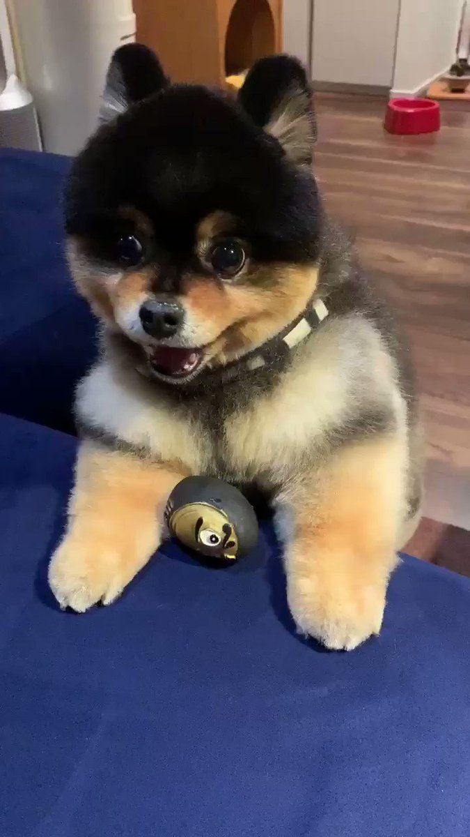 たろ犬さん専用ページ コジコジと仲間たちブランケット ペット用品 犬服 ペットウェア