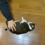 この子にとっては楽しい遊び？!床の上でくるくる回されてご満悦な猫の癒し動画!