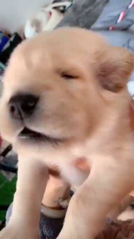 犬の癒し動画まとめ Koinuiyashi Twitter