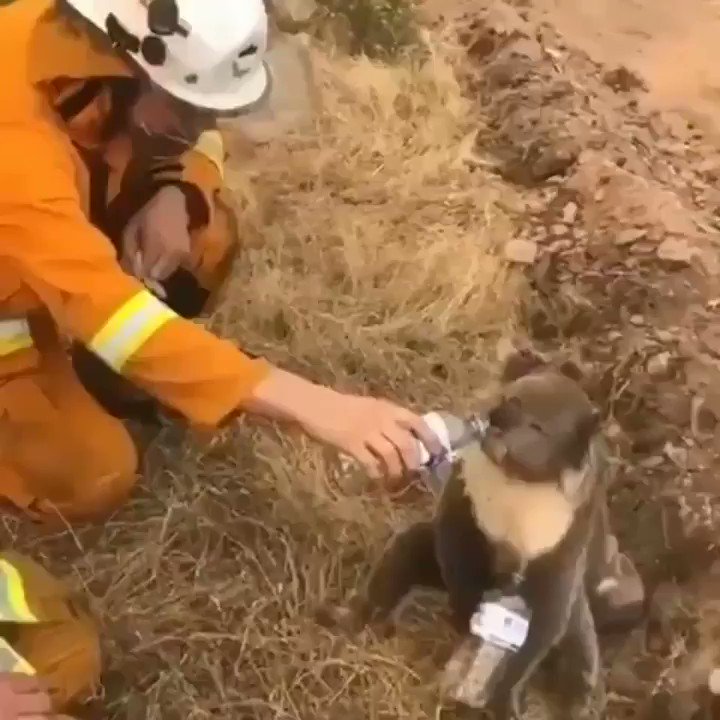 un pompiere abbevera un koala