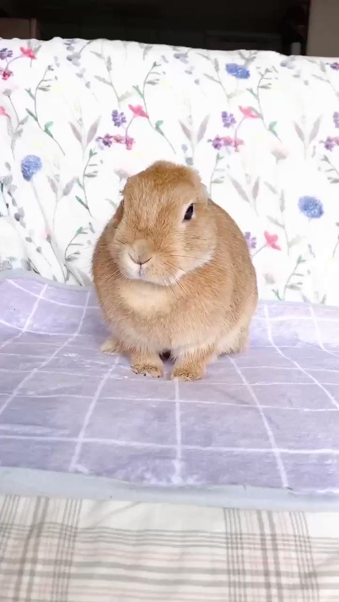 うさぎココアページです！ ご注文はうさぎですか？ BLOOM 二つ折り本革ラウンドウォレット