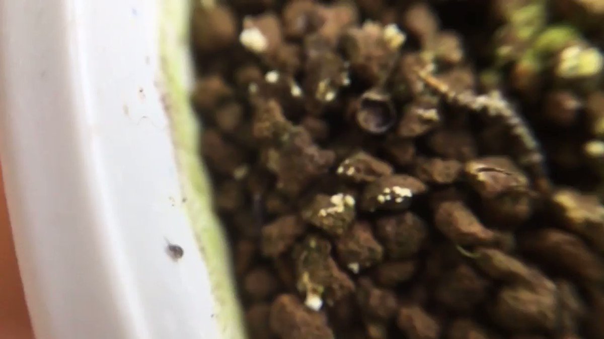 家の中の観葉植物の土にうごめく白い小さい虫 トビムシ の駆除 対策 画像あり 家の中の観葉植物の土にうごめく白い小さい虫 トビムシ の駆除 対策 画像あり