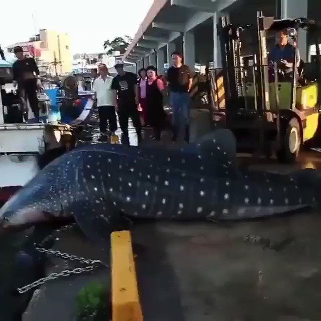 I am so happy to see that these people did their best to help the shark get back in the water!